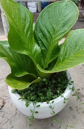 cây thần tài trồng chậu sứ trắng lùn