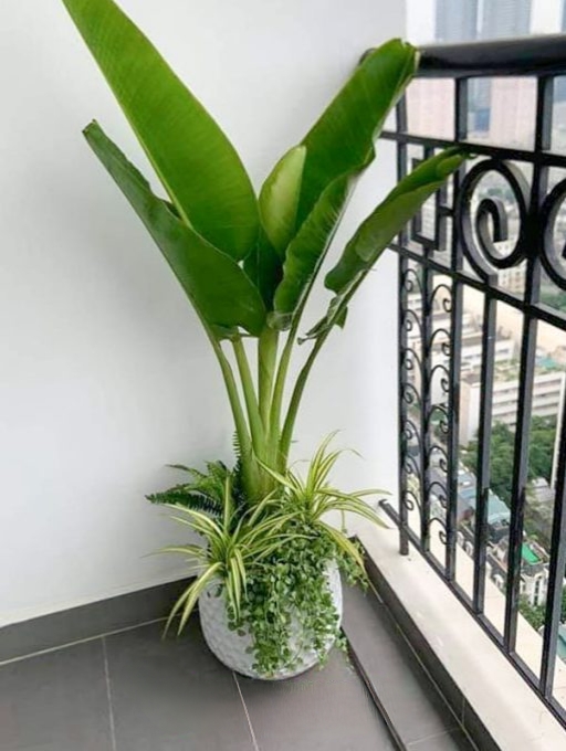 cây chuối quạt trồng mix với lan đô la