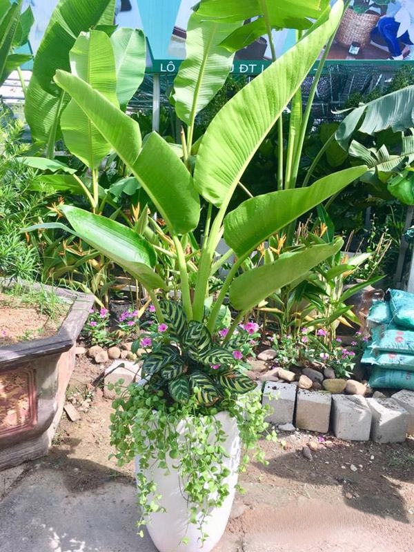 cây chuối quạt trồng mix chậu sứ trắng