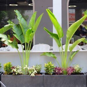 Cây Chuối Quạt Trồng Mix chậu đá mài chữ nhật