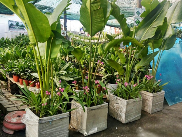 cây chuối quạt trồng chậu đá mài vuông