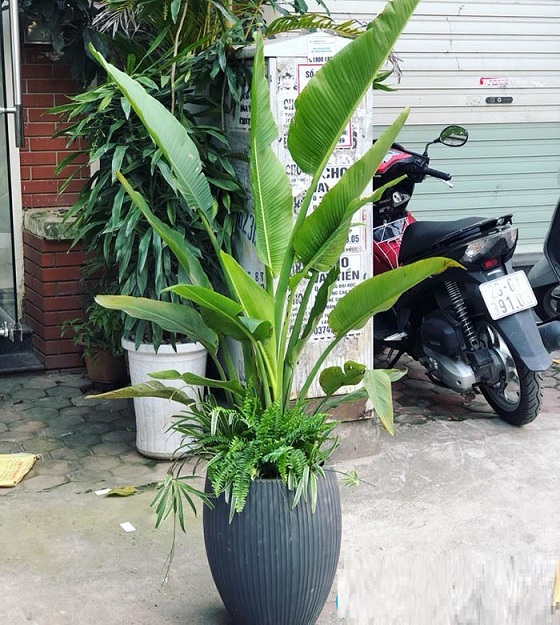 cây chuối quạt trồng chậu đá mài bầu