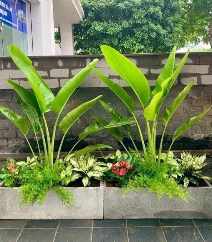 Cây chuối quạt trồng chậu đá mài chữ nhật xám