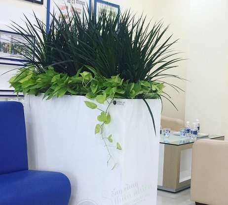 cây phát tài núi 3 thân trồng chậu đá mài hộp chữ nhật trắng