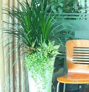 cây phát tài núi 3 thân trồng mix với lan đô la