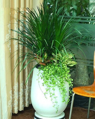 cây phát tài núi 3 thân trồng mix trồng đá mài trắng