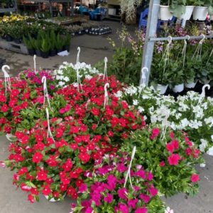 Cây dừa cạn thái treo rủ