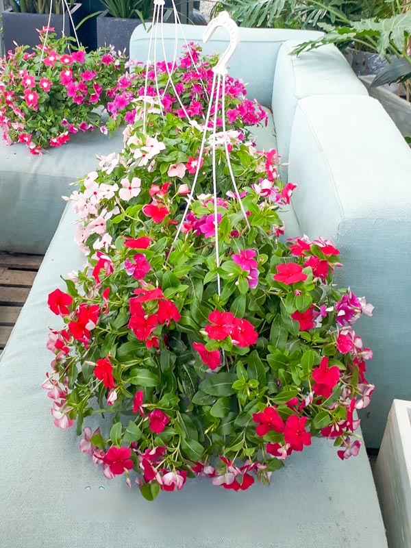 cây dừa cạn thái rủ nhiều màu giao khách