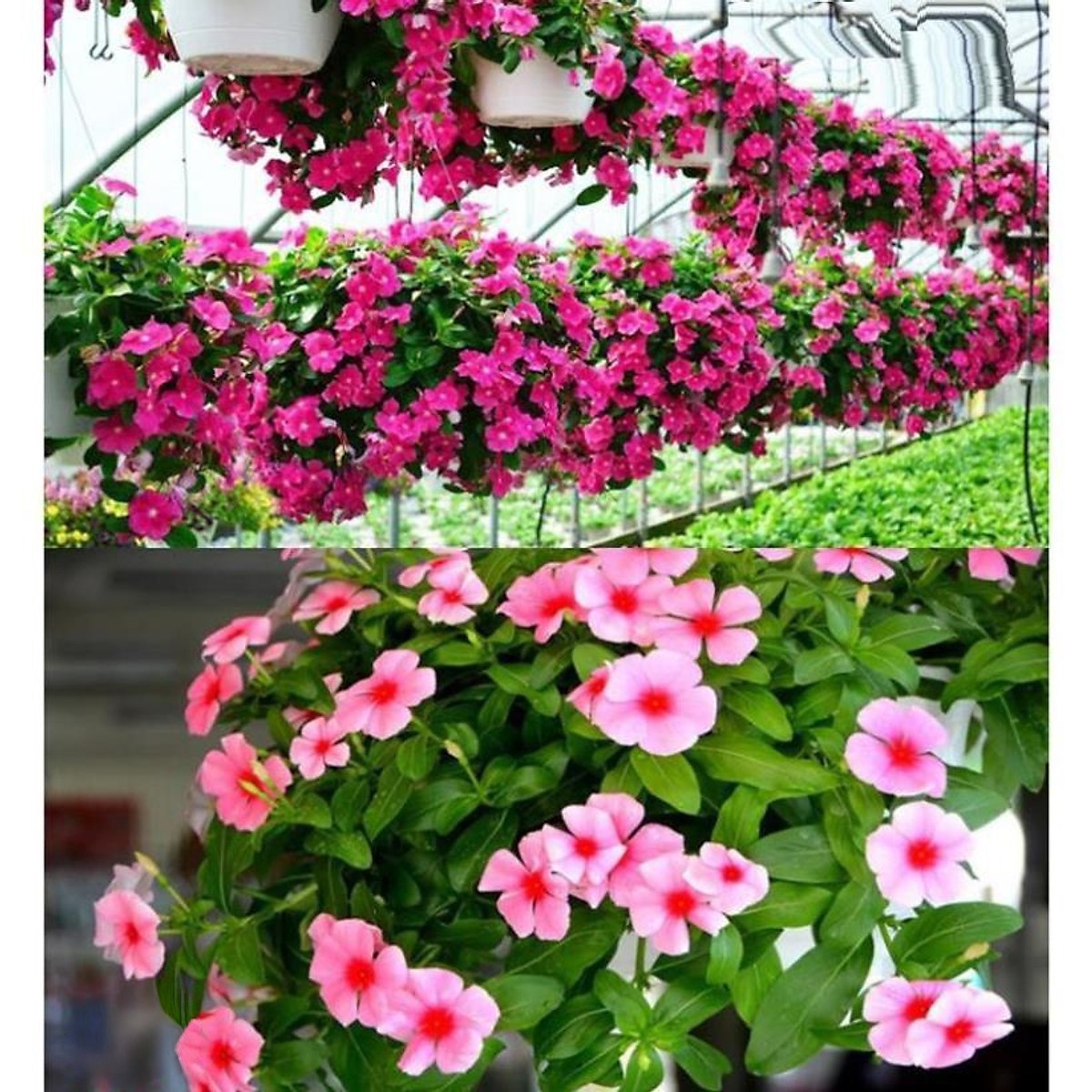 cây dừa cạn thái màu hồng tại vườn