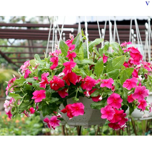 cây hoa dừa thái cạn màu đỏ tại vườn