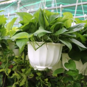 cây trầu bà thái xanh tại vườn