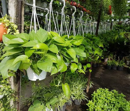 cây trầu bà thái xanh được dưỡng khỏe mạnh tại vườn Gò vấp