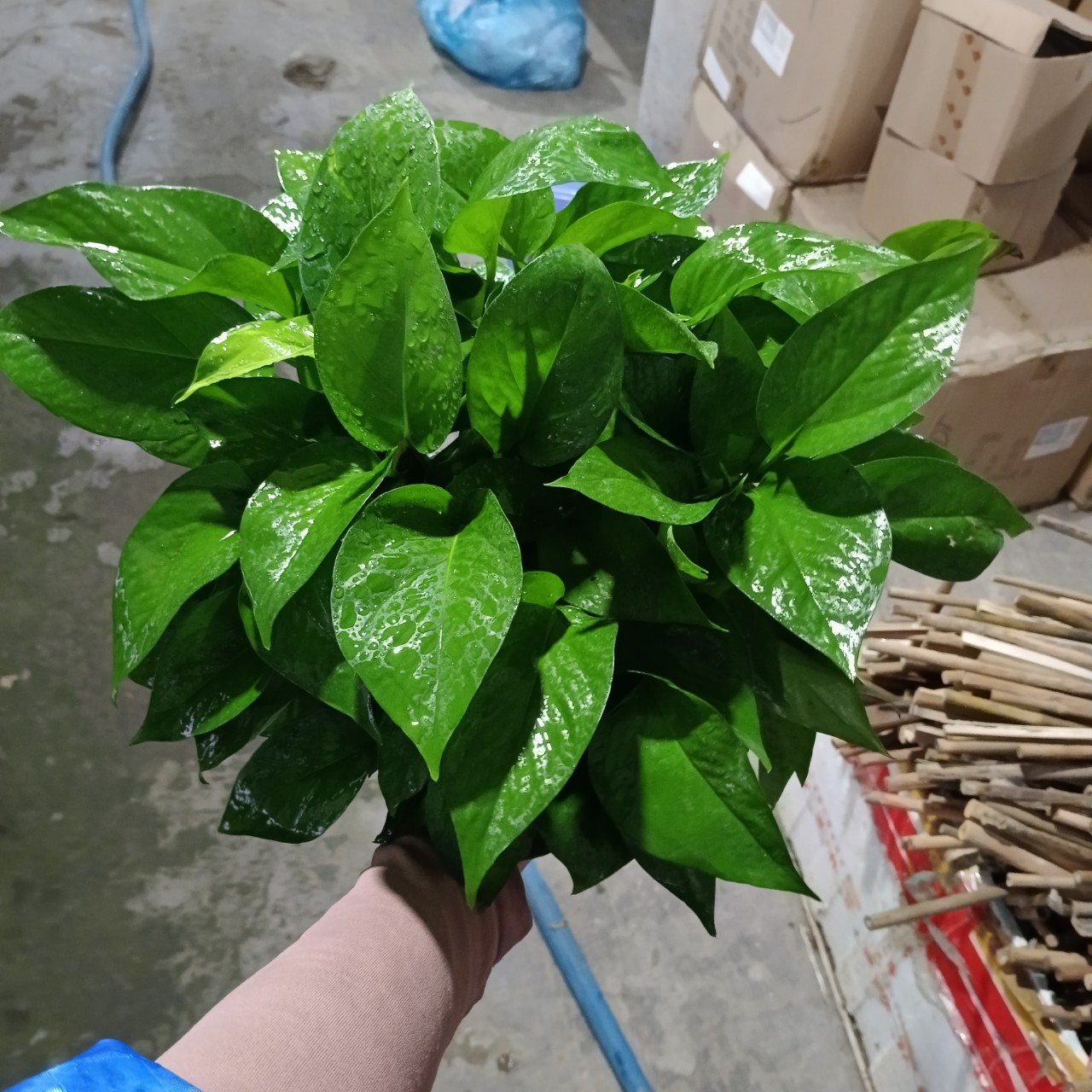 cây trầu bà thái xanh tại tphcm