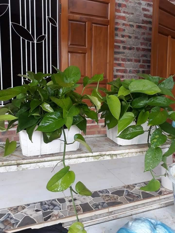 cây trầu bà thái xanh trồng trang trí trường học
