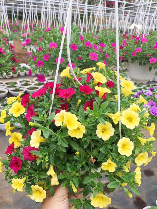 cây triệu chuông chậu treo hoa màu đỏ vàng