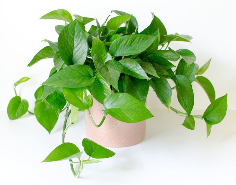 cây trầu bà thái xanh trồng chậu để bàn