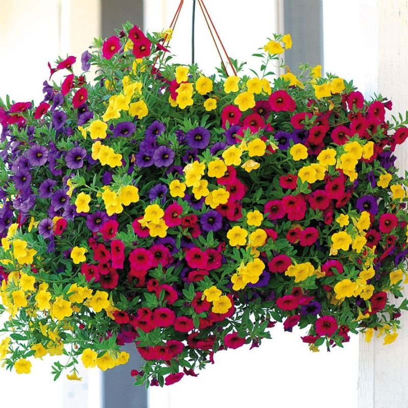 cây triệu chuông treo hoa nhiều màu