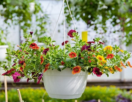 cây triệu chuông treo nhiều màu