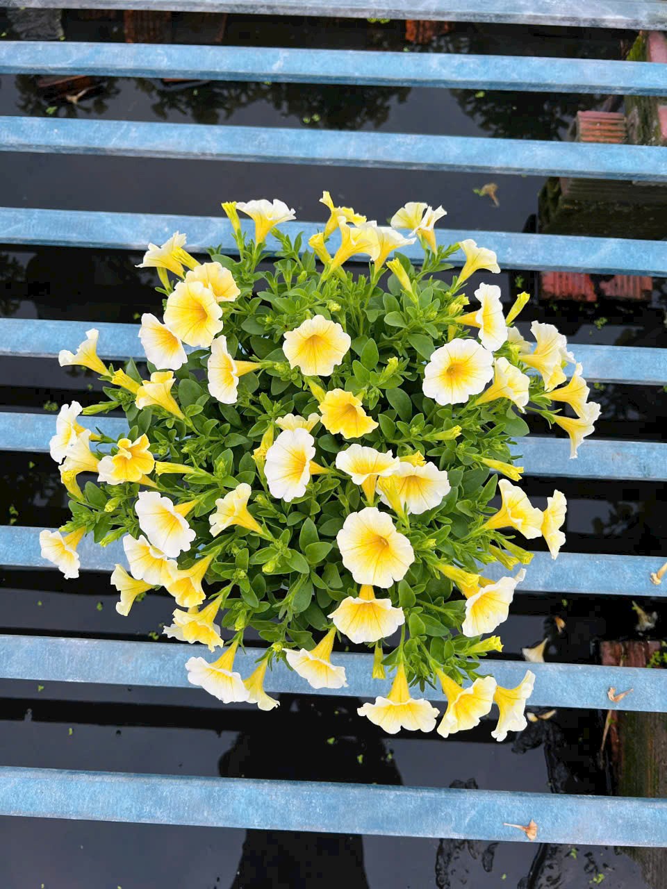 cây triệu chuông tại vườn ở tphcm