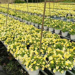 cây triệu chuông treo hoa màu vàng