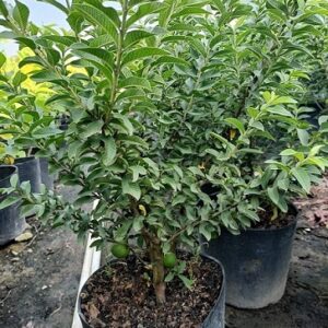 Cây ỔI Sẻ lá Kim đang có trái tại vườn tphcm