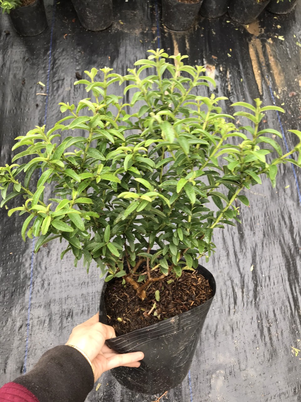 Cây ổi sẻ lá kim giống tại vườn