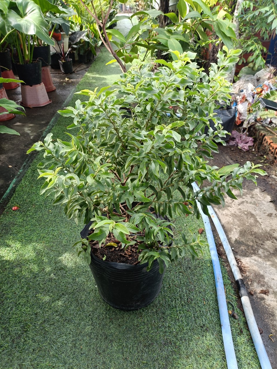 cây ổi sẻ lá kim tại vườn đang có trái