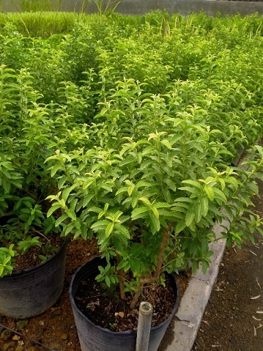cây ổi sẻ lá kim trồng tại vườn ươm