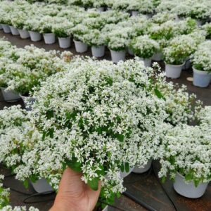 Cây Hoa Tuyết Cầu Treo tại vườn tphcm