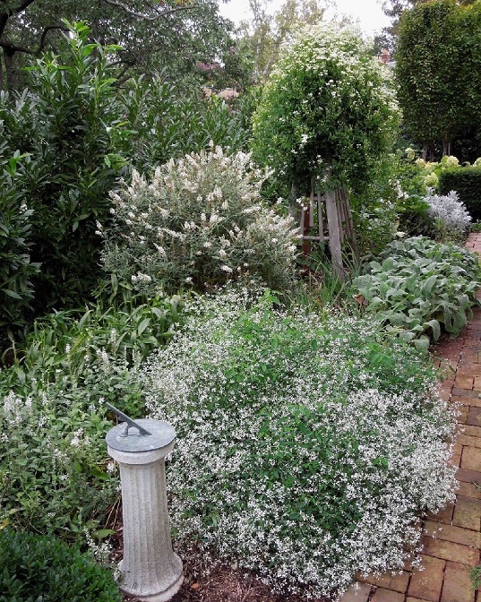 cây hoa tuyết cầu treo trồng sân vườn