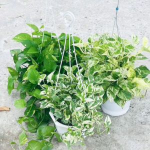 cây trầu bà cẩm thạch treo tại vườn tphcm