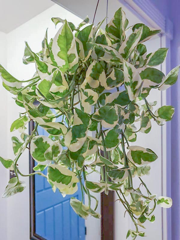 cây trầu bà cẩm thạch treo ban công