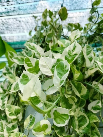 cây trầu bà cẩm thạch treo tại vườn tphcm