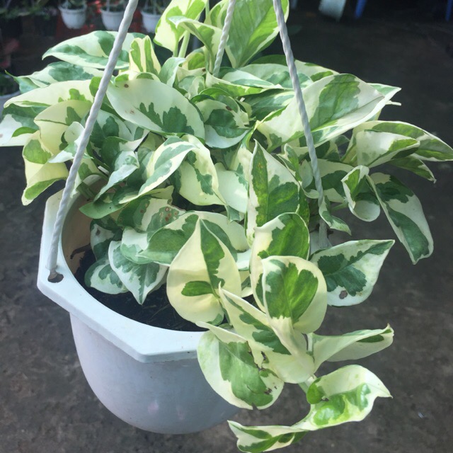 cây chậu bà cẩm thạch treo chậu trắng