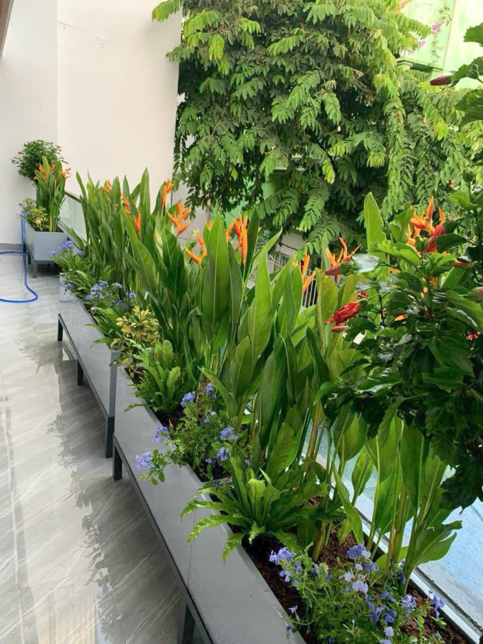 cây thiên điểu thái trồng mix với hoa thanh xà