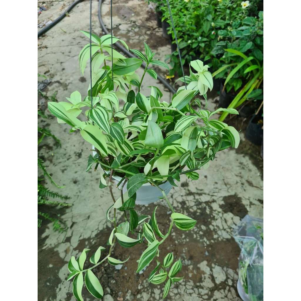 cây thài lài var dưỡng dài tại vườn Gò Vấp