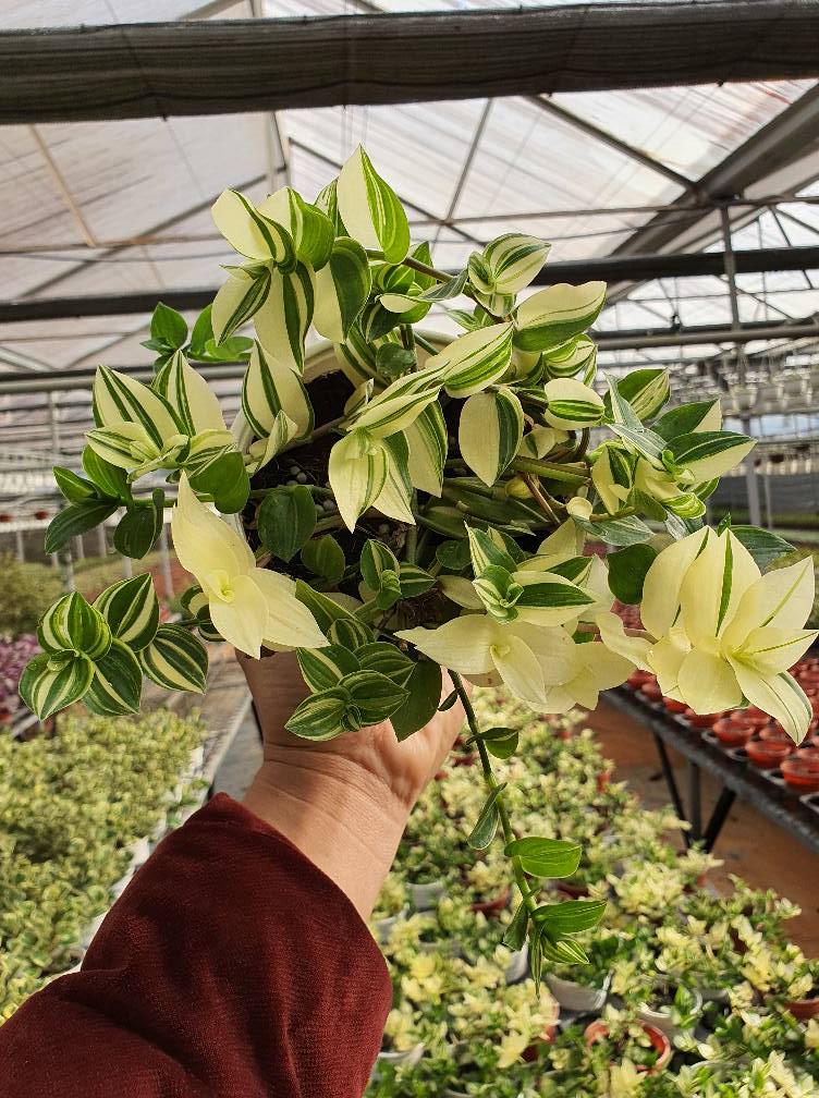 Cây Thài Lài Var tại tphcm