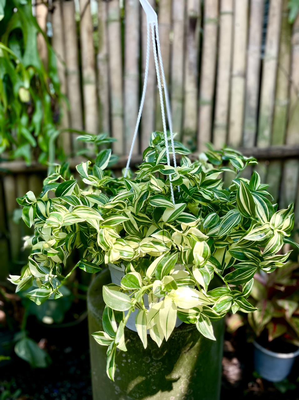 Cây thài lài var chậu treo sum đẹp