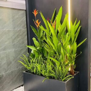 Cây Thiên Điểu Thái trồng chậu đá mài đen