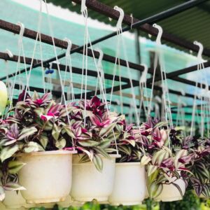 Cây Thài lài chậu treo tại vườn tphcm