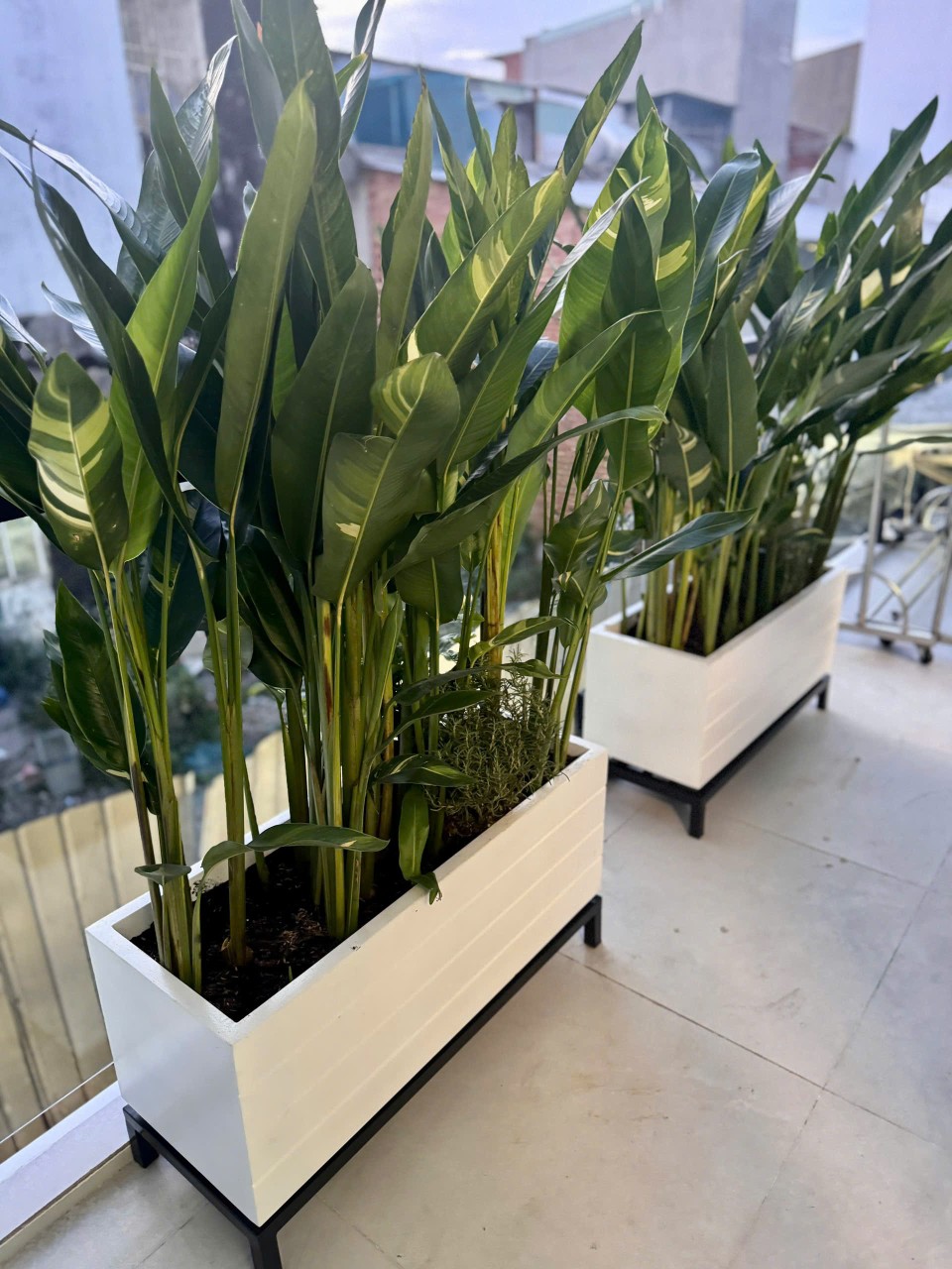 cây thiên điểu thái cẩm thạch