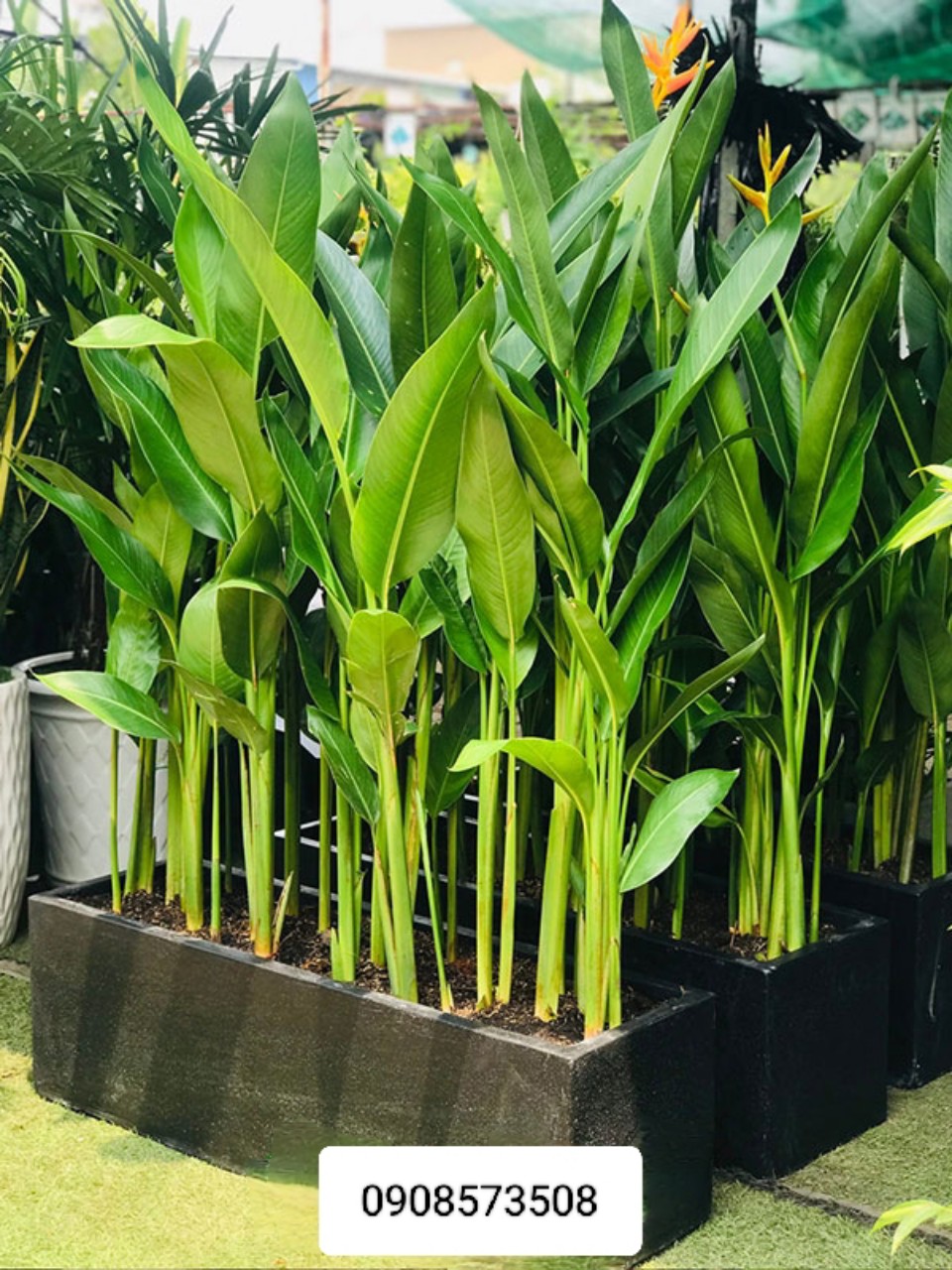 cây thiên điểu thái trồng chậu đá mài 1m