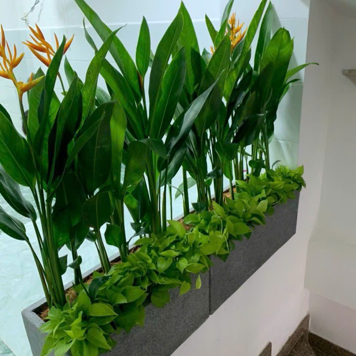 cây thiên điểu thái trồng mix với trầu bà thái vàng