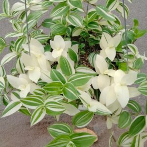 Cây Thài Lài Var tại vườn dài đẹp