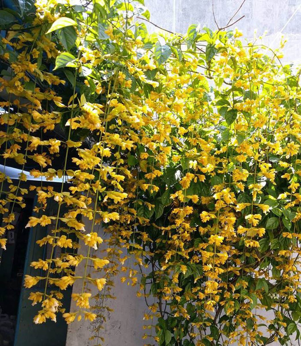 cây lan hoàng dương được trồng sau 2 tháng