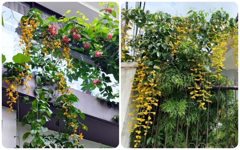 cây lan hoàng dương trồng ban công