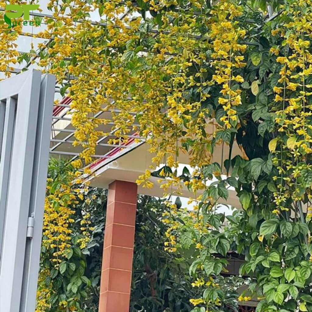 Cây Lan hoàng dương trồng leo dàn trước sân
