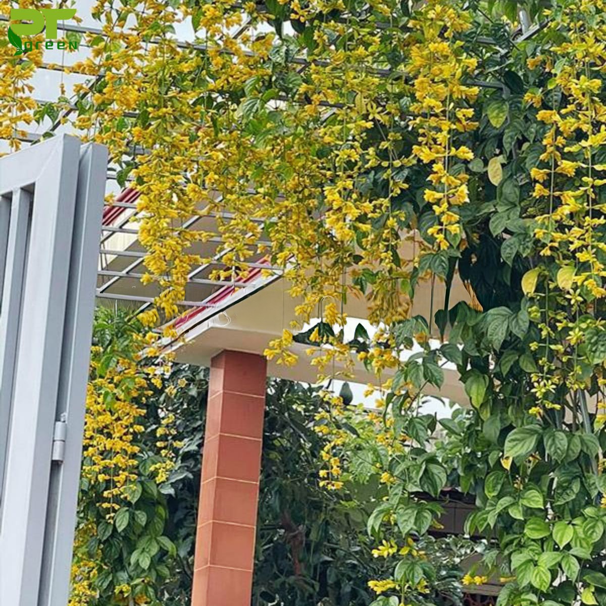 cây lan hoàng dương leo dàn trước sân nhà