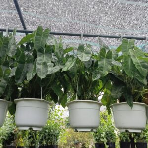 Cây trầu bà tỷ phú tại vườn dưỡng tphcm