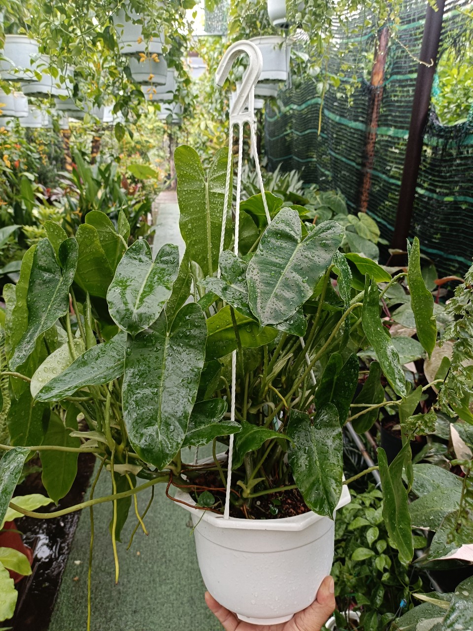 cây trầu bà tỷ phú nhiều thân